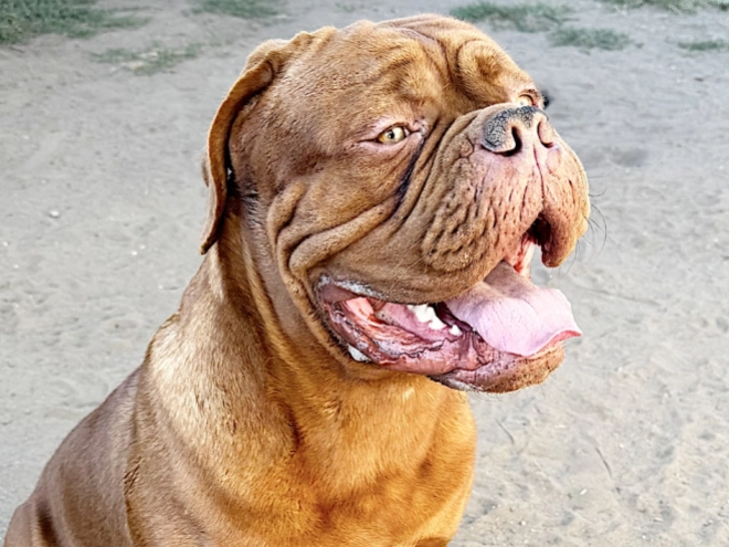 Dogue de Bordeaux puppy for sale