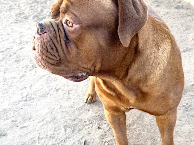 Dogue de Bordeaux puppy for sale