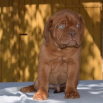 Slobber, red Dogo de Burdeos en venta