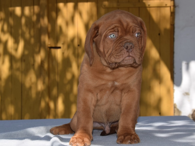 Perros Dogo de Burdeos en venta