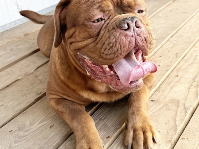 Dogue de Bordeaux puppy for sale