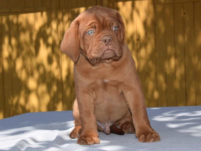 Perros Dogo de Burdeos en venta