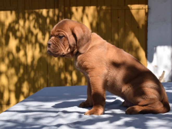 Perros Dogo de Burdeos en venta