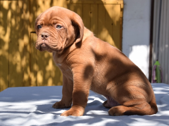 Perros Dogo de Burdeos en venta