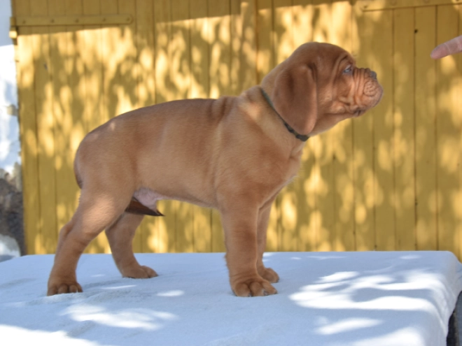 Perros Dogo de Burdeos en venta