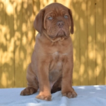 Tracker, red Dogo de Burdeos en venta