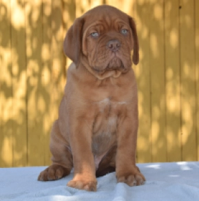 Perros Dogo de Burdeos en venta