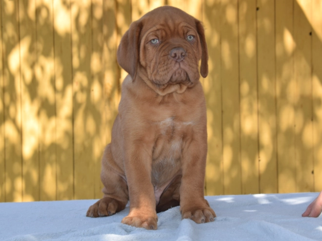 Perros Dogo de Burdeos en venta