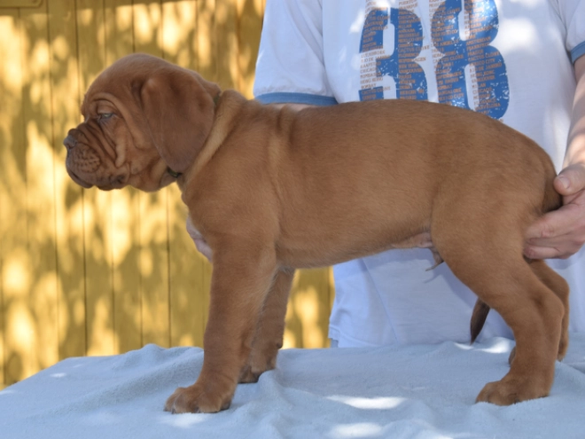 Perros Dogo de Burdeos en venta