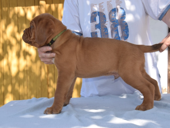 Perros Dogo de Burdeos en venta