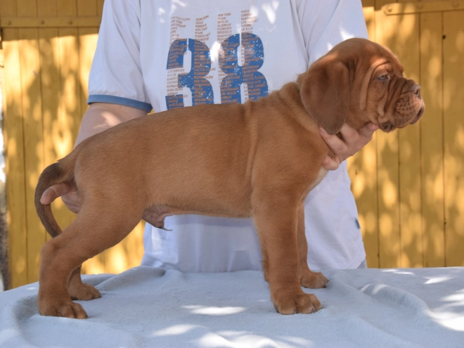 Perros Dogo de Burdeos en venta
