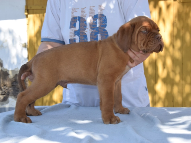 Perros Dogo de Burdeos en venta
