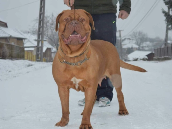 Dogue de Bordeaux puppy for sale