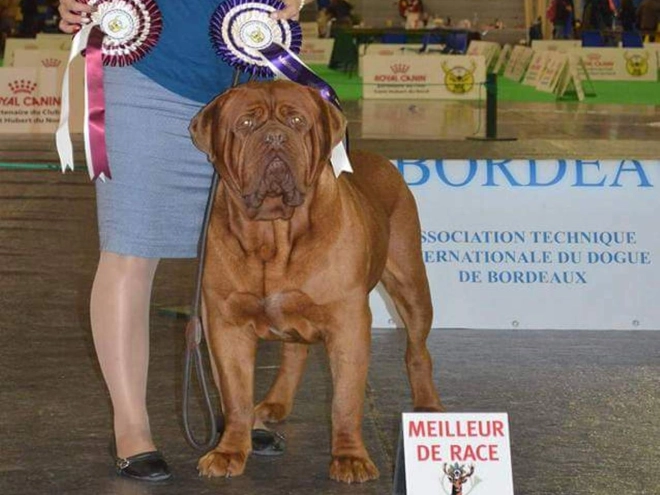 Dogue de Bordeaux puppy for sale