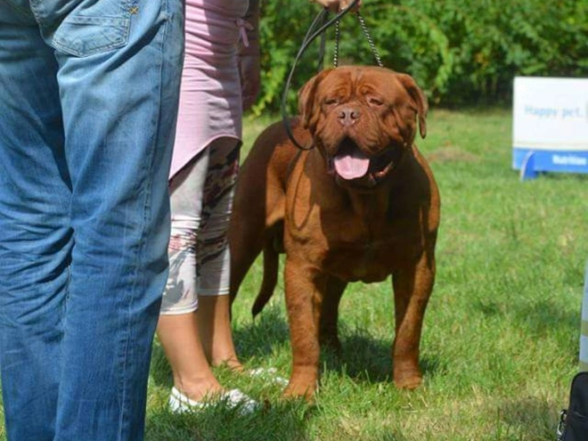 Dogue de Bordeaux puppy for sale