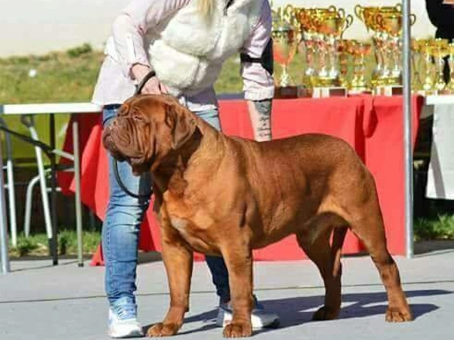 Dogue de Bordeaux puppy for sale