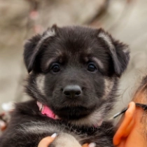 Katerina, black and tan Osteuropäischer Schäferhund Welpen kaufen