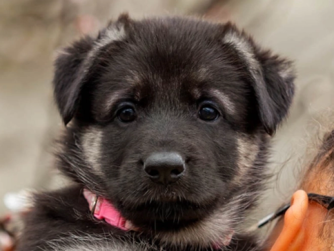 Osteuropäischer Schäferhund Welpe kaufen