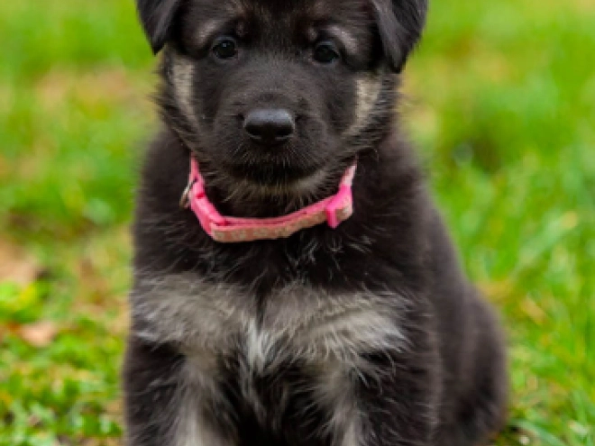 Osteuropäischer Schäferhund Welpe kaufen