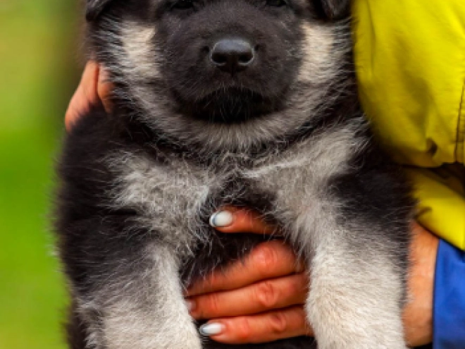 Osteuropäischer Schäferhund Welpe kaufen