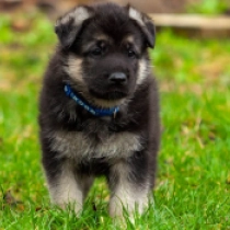 Oleg, black and tan East-European Shepherd for sale