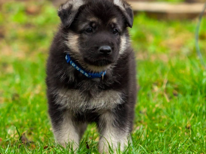 Osteuropäischer Schäferhund Welpe kaufen