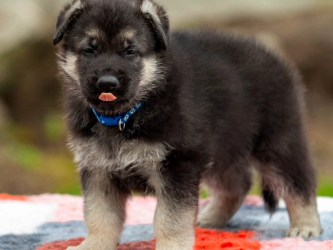 Osteuropäischer Schäferhund Welpe kaufen