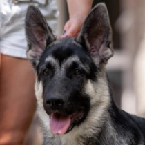 Yaro, black and tan East-European Shepherd for sale