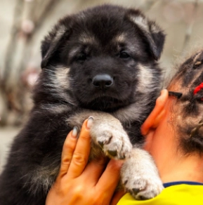 Perros Pastor de Europa del Este en venta