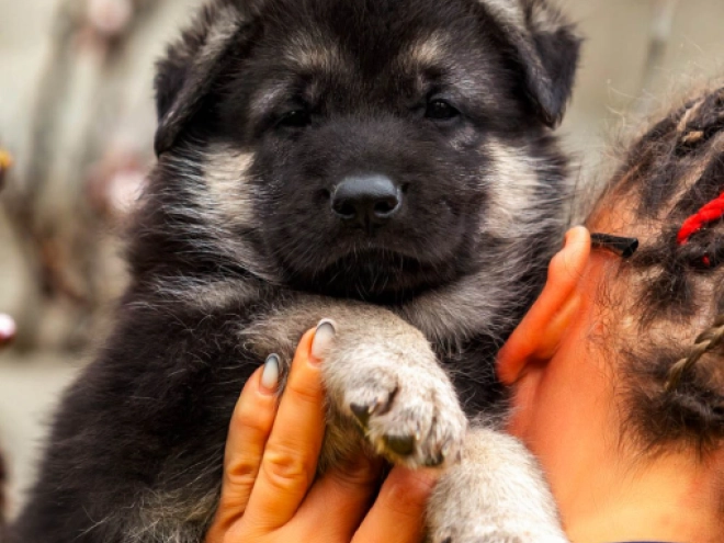 East-European Shepherd puppy for sale