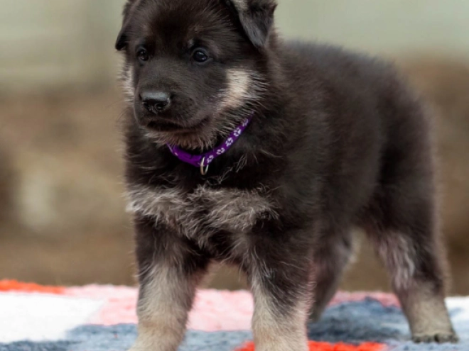 East-European Shepherd puppy for sale
