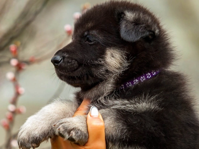 East-European Shepherd puppy for sale