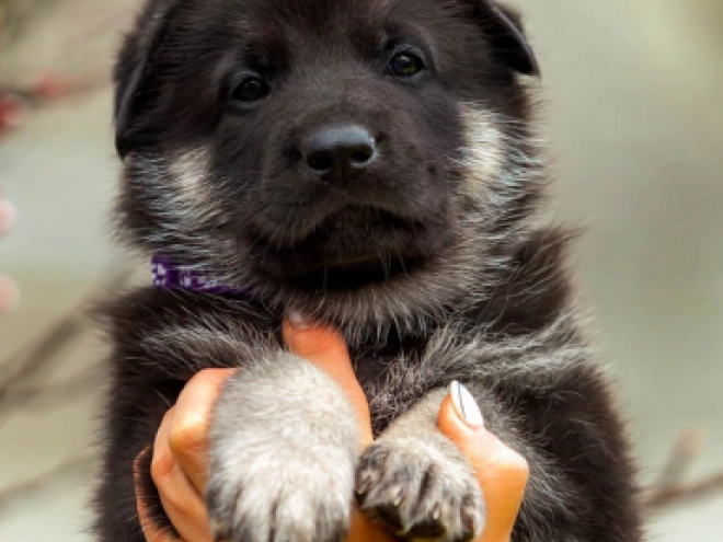 East-European Shepherd puppy for sale