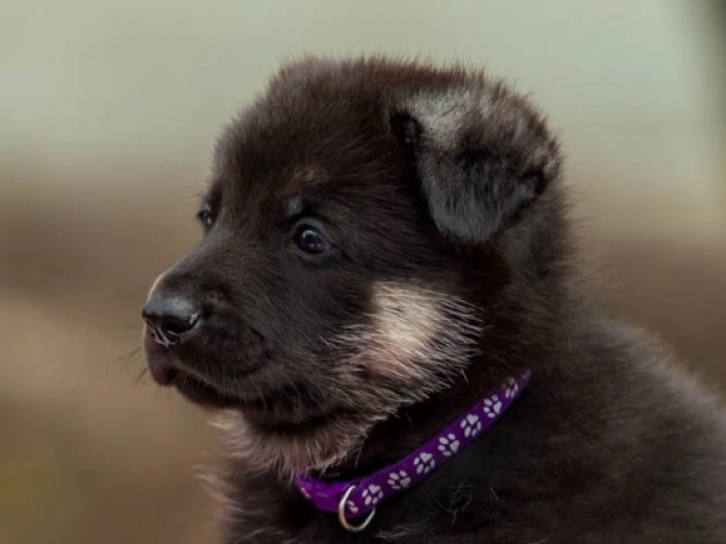 East-European Shepherd puppy for sale