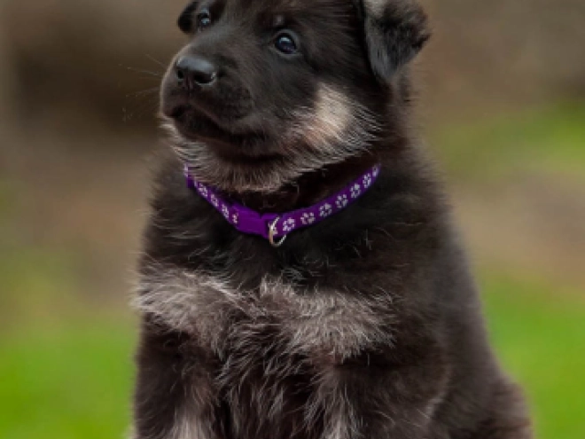 East-European Shepherd puppy for sale