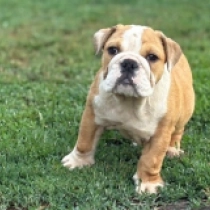 Gilda, red and white Bulldog for sale