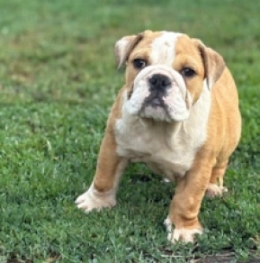 Perros Bulldog en venta