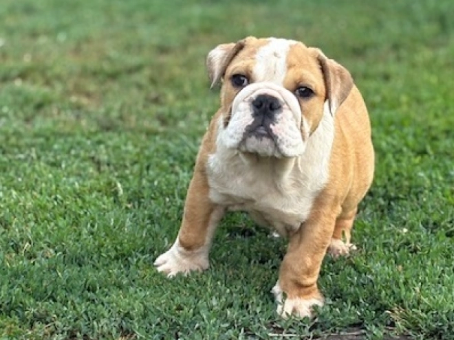 Perros Bulldog en venta