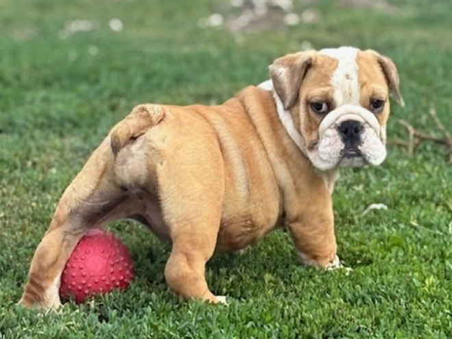 Perros Bulldog en venta