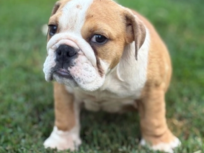 Perros Bulldog en venta