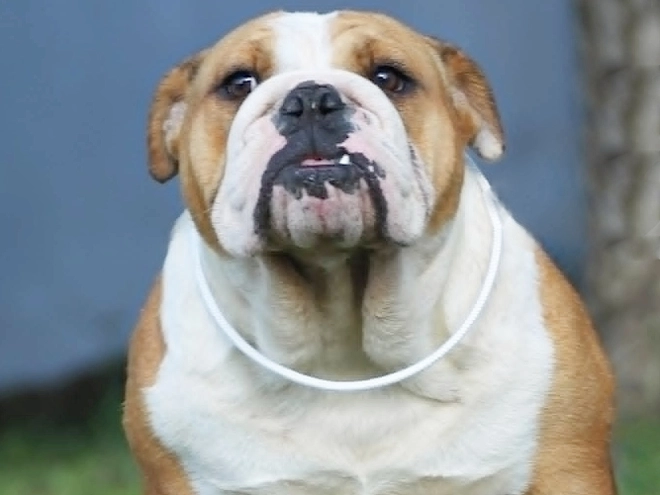 Bulldog puppy for sale