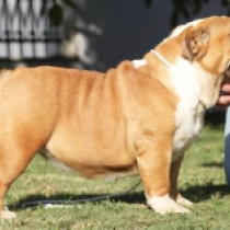 Gilda, red and white Bulldog en venta