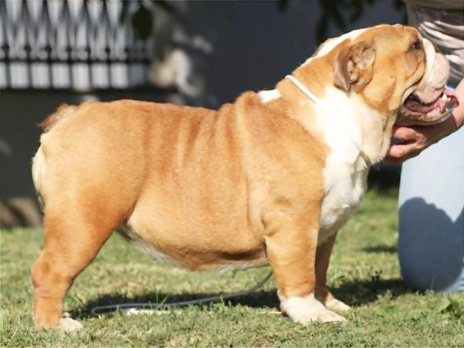 Bulldog puppy for sale