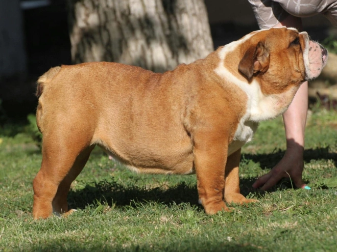 Bulldogge Welpe kaufen
