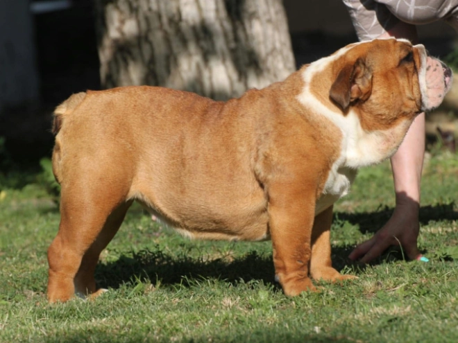 Bulldogge Welpe kaufen
