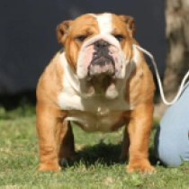 Lolla, red and white Bulldogge Welpen kaufen