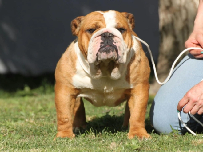 Bulldogge Welpe kaufen