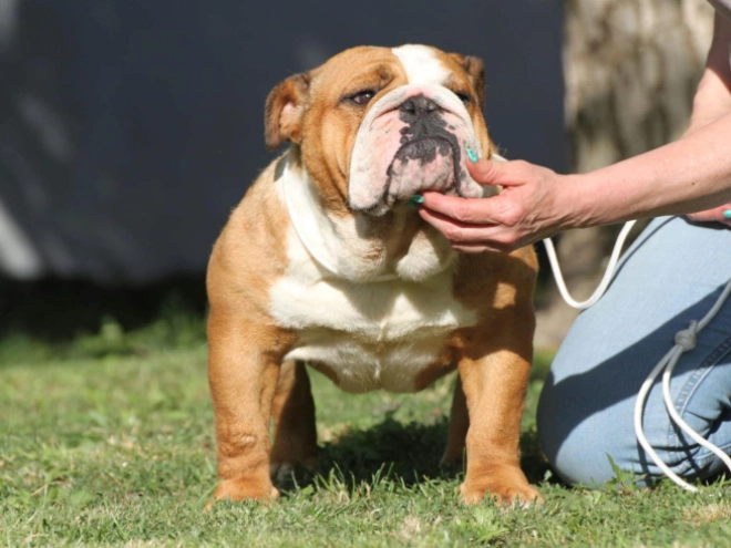 Bulldogge Welpe kaufen