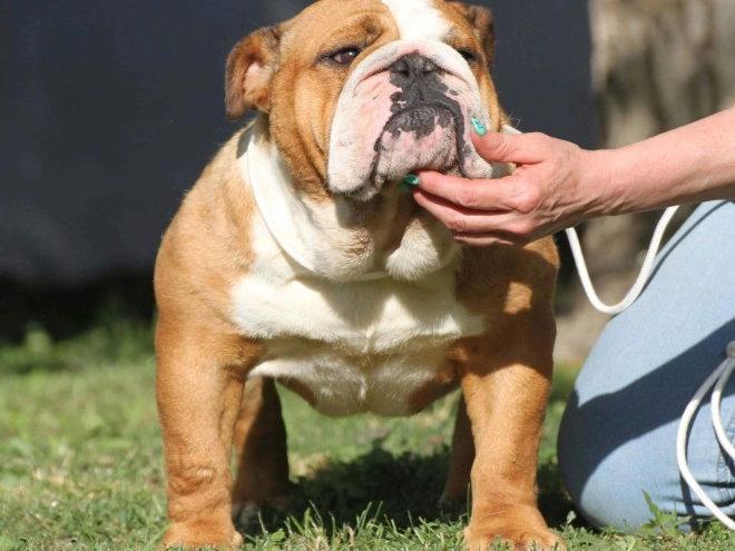 Bulldogge Welpe kaufen