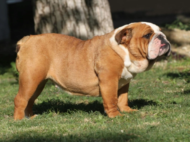 Bulldogge Welpe kaufen